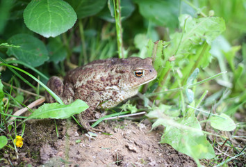European brown toad