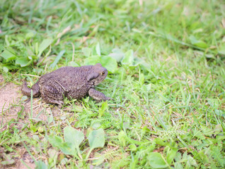 European brown toad