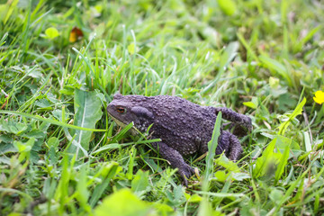 European brown toad