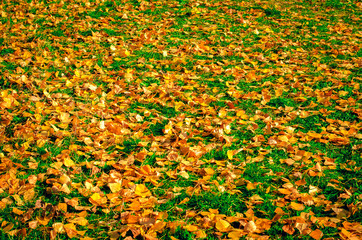 autumn leaves on the grass