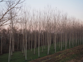 Ferrara, Italy. Poplars along the embankment of the Po river.