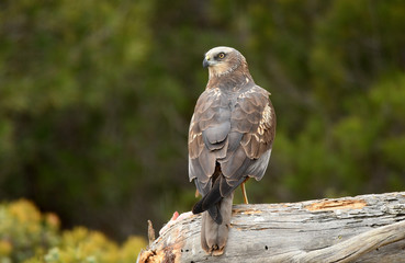 aguila lagunero en su atalaya