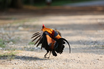 jungle fowl ; wild fowl ; red jungle fowl.