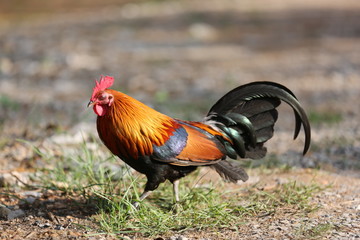 jungle fowl ; wild fowl ; red jungle fowl.