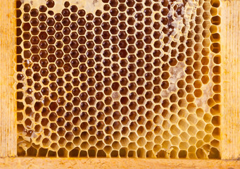 Fresh organic honey - healthy eating - close up shot