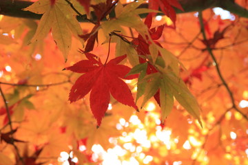 紅葉