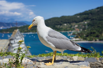 Naklejka premium seagull in the coast village