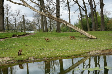 Natur