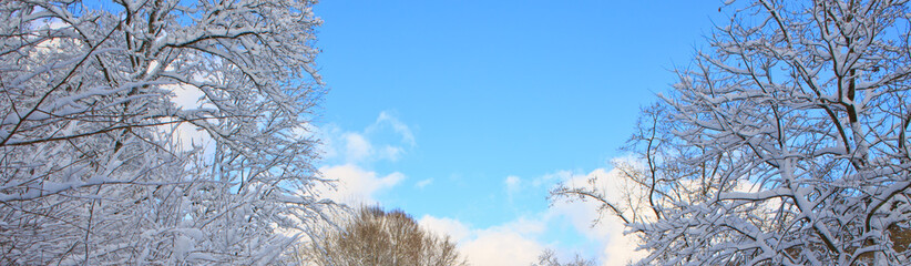 Winter landscape with snow covered trees in the forest.