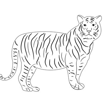 vector, isolated sketch of a tiger is worth