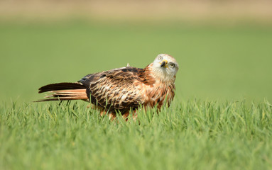 milano real observa desde los cereales