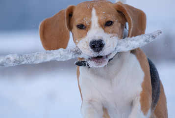 Beagle dog running around and playing with a stick in the snow