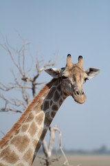 Giraffe's portrait
