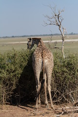 Giraffe in Africa