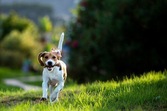 Perro beagle jugando al aire libre, animal de compa&ntilde;&iacute;a