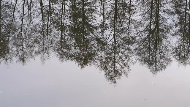 Beautiful winter view, the trees stand on the shore and are reflected in the water.Slow motion.