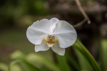 Orchidea