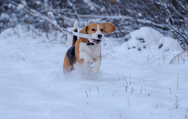 Beagle dog running around and playing with a stick in the snow