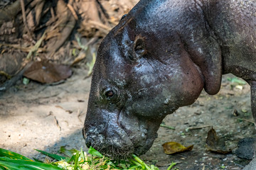Fototapeta na wymiar Pygmy Hippo, small hippopotamus