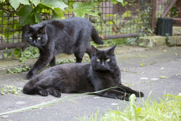 Zwei Katzen im Garten