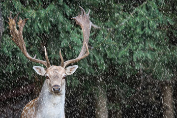 fallow deer, dama dama