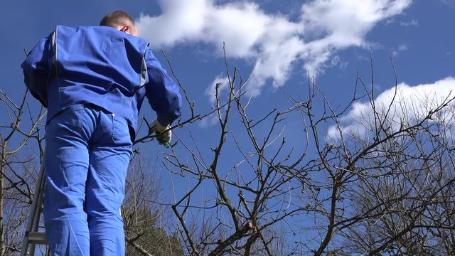 professional gardener man work with pruner in spring garden. 4K