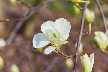 Fototapeta na wymiar White big Magnolia
