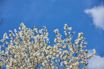 White magnolia flowering background. Botanical background.