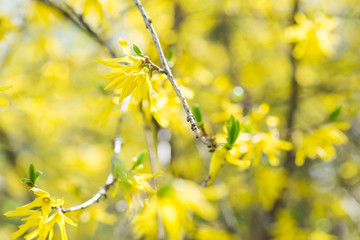 Yellow Forsythia bush