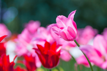 Spring tulips in full bloom