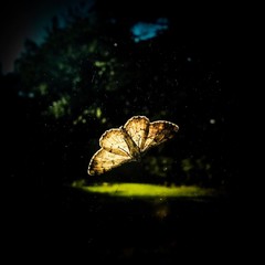 England Moth