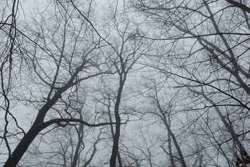 Fototapeta na wymiar Tree branch, winter nature image.