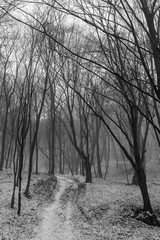 Winter landscape. Frosty forest.