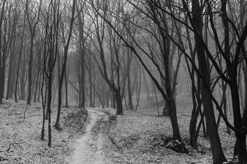 Forest road, winter forest road.