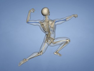 Humerus M-SKEL-HUMERUS 7, 3D Model