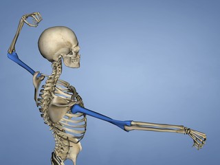 Humerus M-SKEL-HUMERUS Sk-3, 3D Model