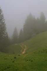 For&ecirc;t Brume