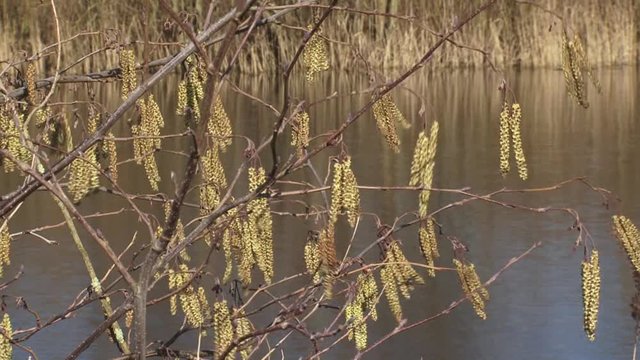 Catkins on the tips of bare twigs moving in breeze. Alder catkins are the first catkins to shed pollen in spring. Water clay pit in background.