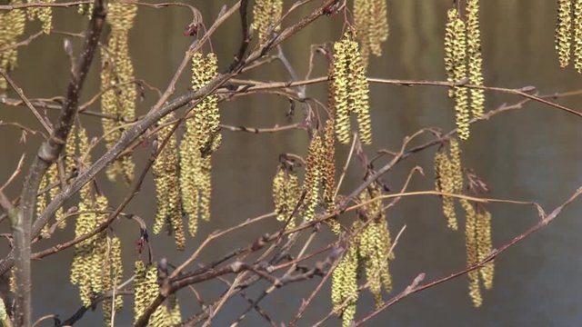 Catkins on the tips of bare twigs moving in breeze - medium shot. Alder catkins are the first catkins to shed pollen in spring. Alders are commonly found near streams, rivers, and wetlands.