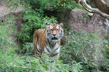 Fototapeta na wymiar der tiger schaut