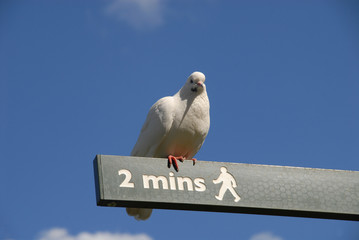 Pigeon sitting on sign in St. James´s Park, London