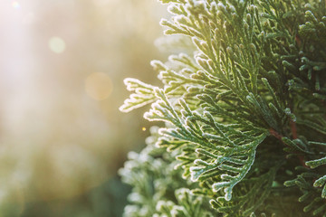 First freeze. Thuja tree with hoar frost.