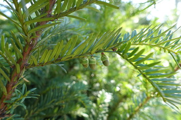 Taxus baccata (European yew) shoot with immature cones