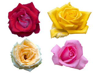 Four color of rose flowers isolated on white background.