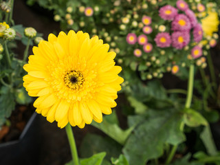 Yellow Gerbera Blooming in The Garden