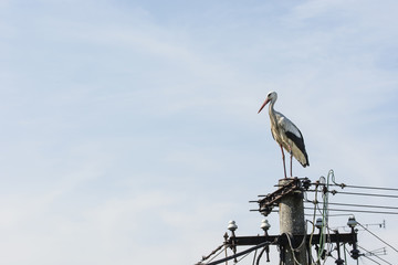 
Stork stands on an electric pole.