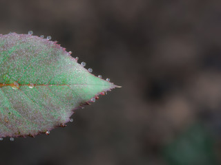 Rain Drops Hundreds Perched around The Rose Leaf