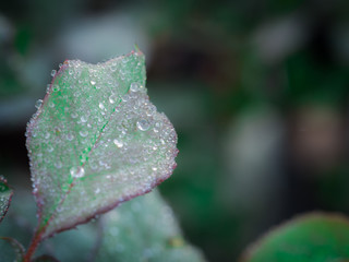 Rain Water Drops Sphere on The leaf Rose