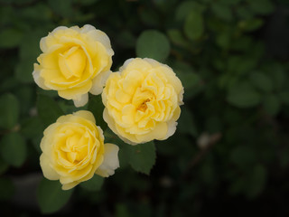 Three Yellow Rose Flowers Blooming