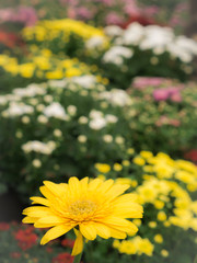 Single Yellow Gerbera Flower Blooming